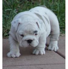 Buy and sell almost anything on gumtree classifieds. Registered British Bulldog Dog Breeders Australia