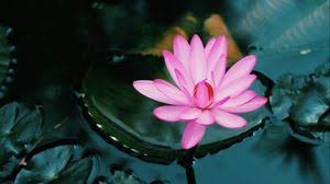Maybe you would like to learn more about one of these? Lotus Full Hd Hdtv Fhd 1080p Wallpapers Hd Desktop Backgrounds 1920x1080 Images And Pictures