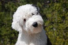 Check spelling or type a new query. Old English Sheepdog Wikipedia