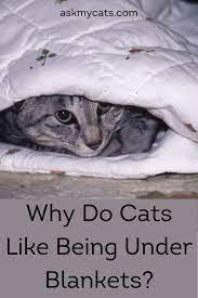 Do Cats Like Blankets Can We Cover Cats With Blankets