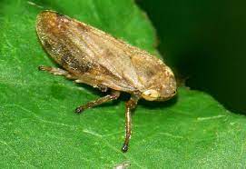 Too many spittlebugs can ruin your strawberry crop. How To Get Rid Of Spittlebugs By The Organic Way Nature Bring