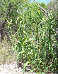 Image result for Arundo