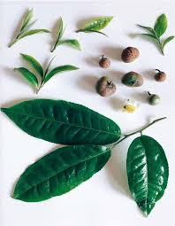 Image result for Camellia sinensis