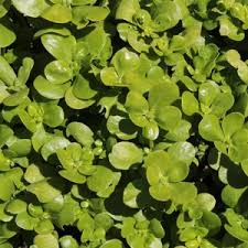 Image result for Portulaca kermesina