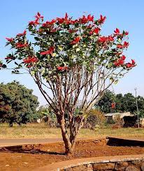 Poinsettia Tree Euphorbia Poinsettia Tree Spring Blooming Trees