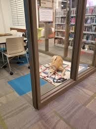 The british library in london had a copy on display, opened to the misprinted commandment, in a free exhibition until september 2009. These Kids Reading To Dogs Will Melt Your Heart