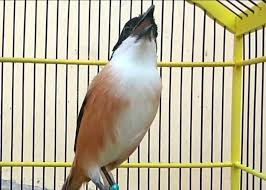 Burung cendet merupakan salah satu burung kicauan yang memiliki kualitas yang baik dalam hal kicauannya. Wow 25 Gambar Burung Pentet Gani Gambar