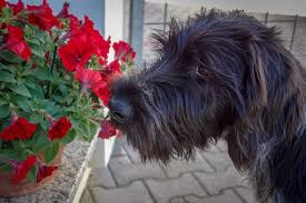 Teach your puppy the proper way to react when they see another dog with these essential puppy. What Plants Are Poisonous To Dogs Canna Pet