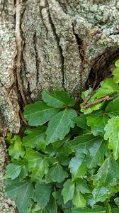 Image result for Parthenocissus