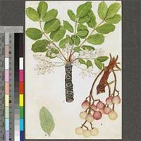 Image result for Ekebergia benguelensis