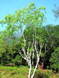Image result for Moringa oleifera