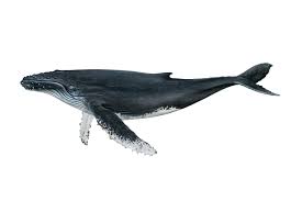 Humpback whales are one of the larger baleen whales of the rorqual group. Humpback Whale Noaa Fisheries