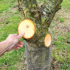 Prune in winter to encourage growth. Kristy S Fruit Tree Pruning Home Facebook