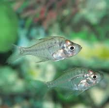 Maybe you would like to learn more about one of these? 29 Coolest Freshwater Aquarium Fish For All Fish Keepers