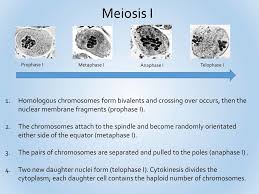 Mitosis consists of one stage whereas meiosis consists of two stages. Nearpod