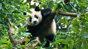 How Pandas Use Their Heads As A Kind Of Extra Limb For Climbing Panda Climbing Traveling By Yourself Panda