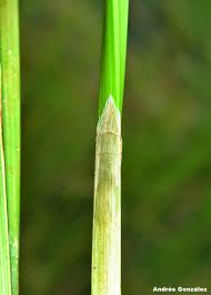 Image result for Eleocharis acutangula