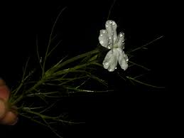 Image result for Rhamphicarpa