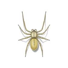 Black widows are widely feared for this powerful venom. Sac Spider Identification Habits Behavior Johnson Pest Control