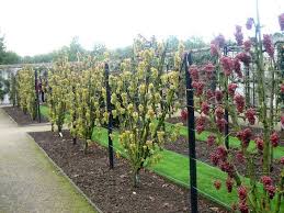 Garden Espalier Fruit Trees Berry Garden Garden Nursery Vertical Vegetable Gardens Backyard Vineyard Espalier Fruit Trees Backyard Vineyard Fruit Garden