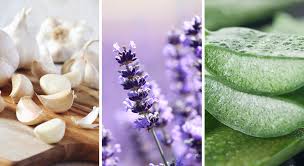 • un guide présentant les 20 meilleures plantes soignantes du jardin : Vertus Des Plantes 24 Varietes Aux Pouvoirs Magiques