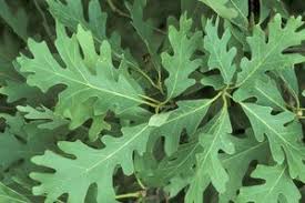 Image result for white oak leaf