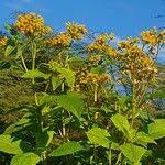 Image result for Crassocephalum montuosum