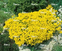 Image result for Aurinia