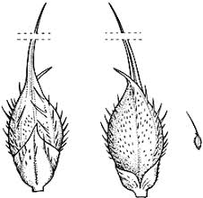 Image result for Echinochloa crus-pavonis