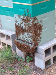4H419/4H419: Welcome to the Hive! Honey Bee 4-H Project Book