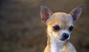 This would be equivalent to 3 to 6 pounds, never exceeding 7 pounds. Chihuahua Dog Breed Information
