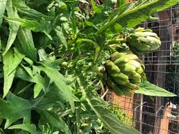 You can take your first harvest in the third growing season) Gardeners Dirt Growing Perennial Vegetables Efficient Cost Effective Home And Garden Victoriaadvocate Com