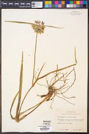 Image result for Aneilema arenicola