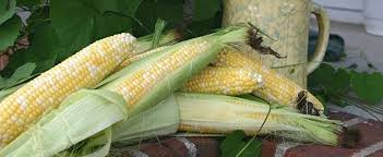 Largest variety & best quality of seeds — free shipping on orders over $35 — save today! Sweet Corn Zea Mays Peaches And Cream
