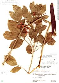 Image result for Chamaecrista wittei