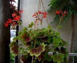 植え替え 株分け もみじ葉ゼラニウム オリズルラン 楽笑ガーデニングとショップ探索 楽天ブログ