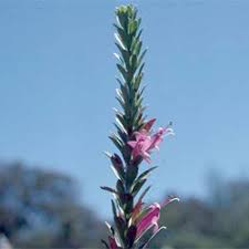Had no need for it then it's made with real emu oil that has the ability to penetrate skin efficiently. Eremophila Calorhabdos Growing Native Plants