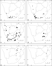 Image result for Selago dinteri