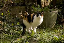 I wanted to be able to let my cats out into our fenced back yard without worrying about them jumping over the fence or other cats getting in. Cat Repellent How To Keep Cats Out Of The Yard Cat Repellant Cat Plants Cat Repellant Outdoor