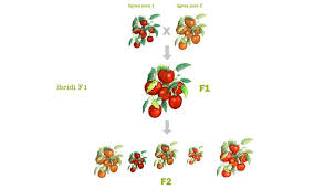 We did not find results for: Conoscenze Dettagli Prospecierara
