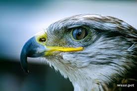 Large Birds With White Heads Eagle Head Close Up Animals Wild Animals Pictures Free Stock Image Sites