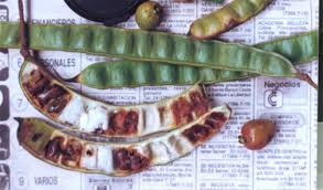 Image result for Garcinia punctata