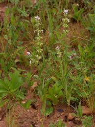 Image result for Syncolostemon bracteosus