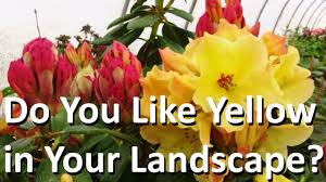 The Best Yellow And Orange Landscape Plant Is Rhododendron Nancy Evans Landscaping Plants Plants Propagating Plants