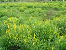 Image result for Crotalaria sphaerocarpa
