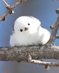 Birds That Look Like Penguins But Fly Tiny Birds That Look Like Flying Cotton Balls Live On Japanese Island In 2020 Cute Animals Cute Baby Animals Pet Birds
