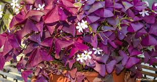 To overwinter oxalis, dig the bulbs up and grow them as indoor plants for the winter months and then replant again in the spring. Oxalis Triangularis How To Grow And Care For Purple Shamrock