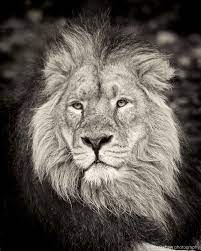 a handsome lion named iblis an endangered asiatic lion at chester zoo brookshaw photography lion pictures lion asiatic lion