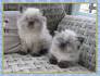 Available Himalayan Kittens For Sale & Cats For Adoption