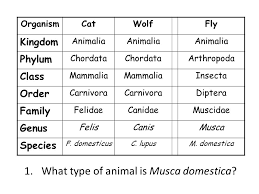 53 Conclusive Cat Classification Chart
